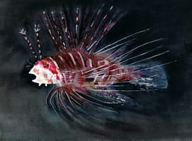 Scared Lion Fish