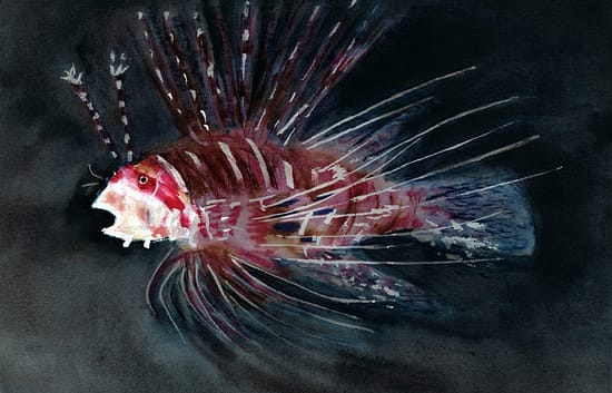 Scared Lion Fish